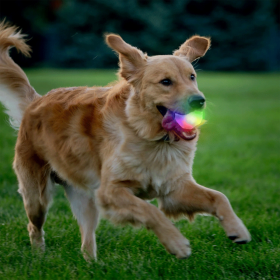 NITE IZE GlowStreak Wild LED Ball Disc O